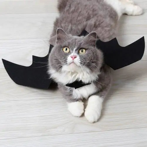 Bat Pet Costume